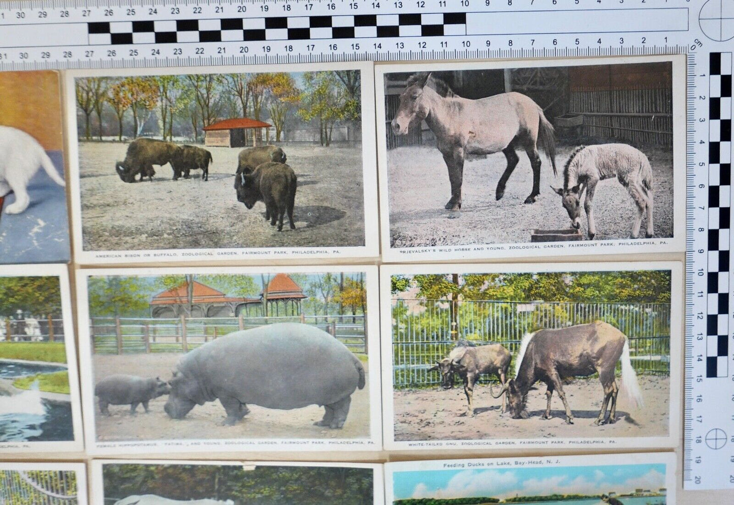 antike Ansichtskarten Postkarten Briefmarke TIERE ZOO Fairmont Park Philadelphia - Antikhandel-Stuttgart