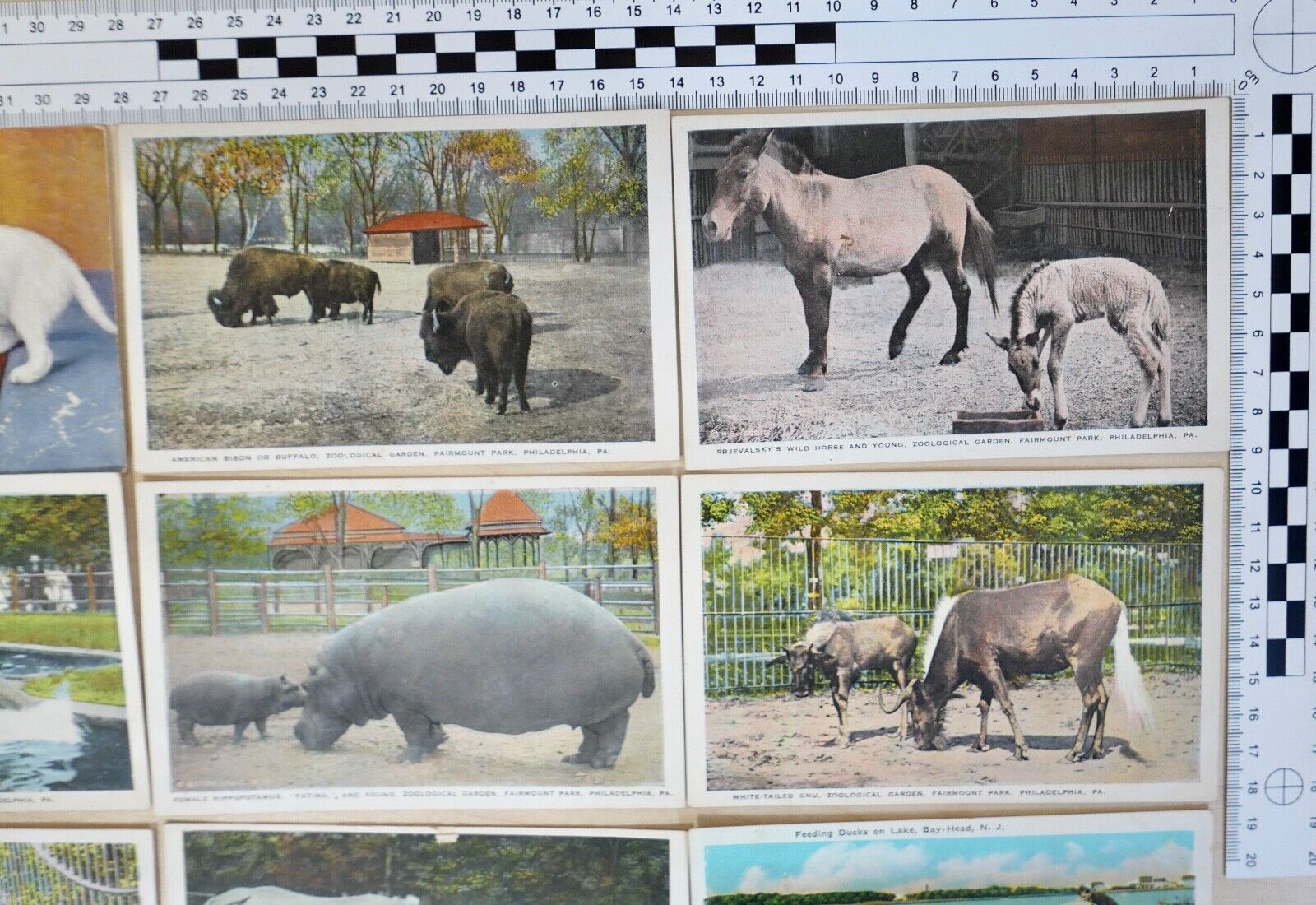 antike Ansichtskarten Postkarten Briefmarke TIERE ZOO Fairmont Park Philadelphia - Antikhandel-Stuttgart