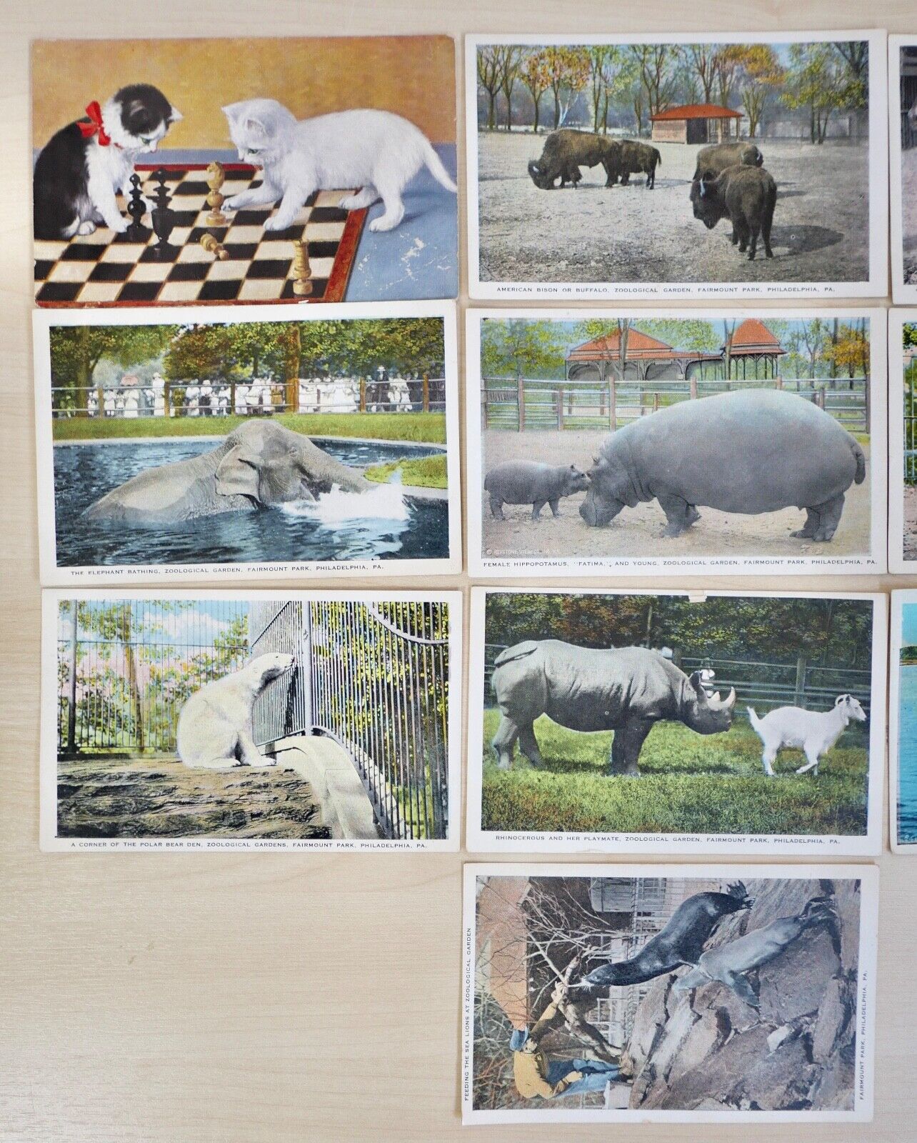 antike Ansichtskarten Postkarten Briefmarke TIERE ZOO Fairmont Park Philadelphia - Antikhandel-Stuttgart