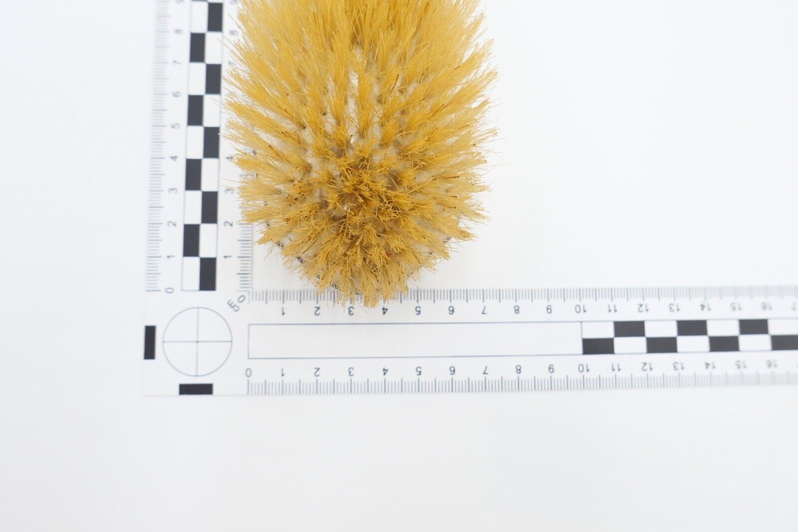 Bürsten 2er Set Kleiderbürsten 800 Silber Punze MF Mayer & Fuchs - Antikhandel-Stuttgart