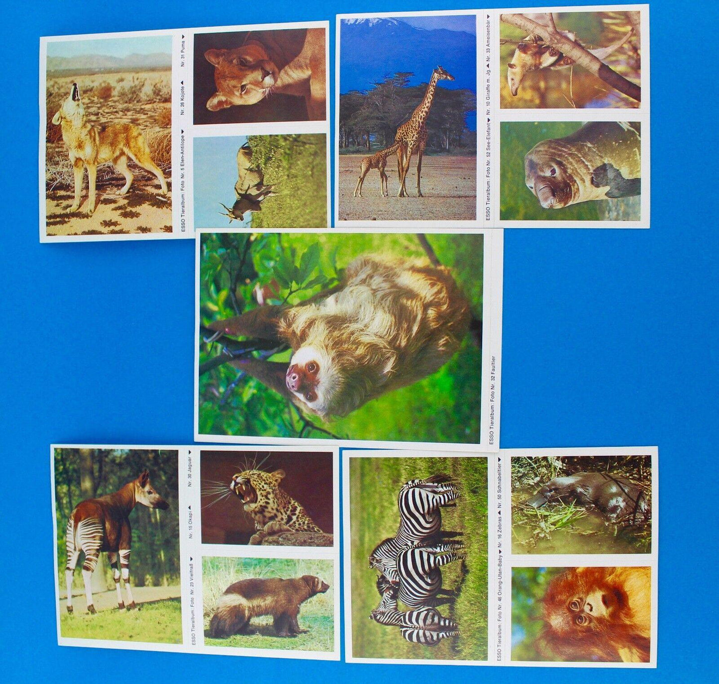 115 Stück Esso Sammelbilder aus Tieralbum Heinz Fielmann 1971 Konvolut Sammlung - Antikhandel-Stuttgart