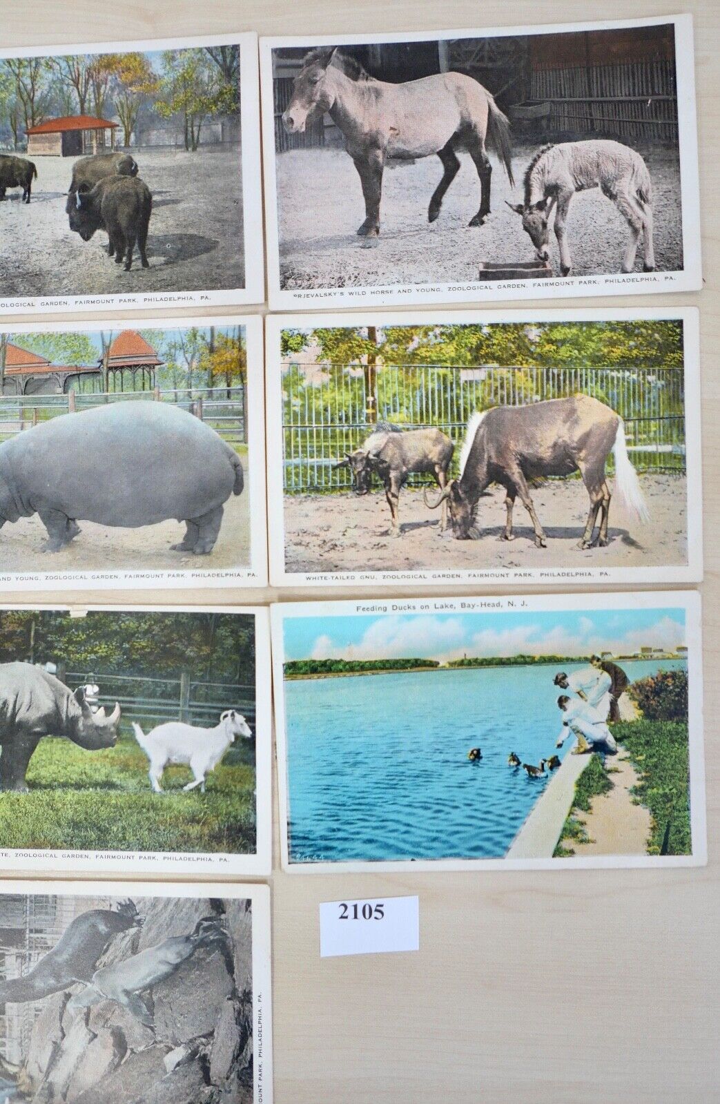 antike Ansichtskarten Postkarten Briefmarke TIERE ZOO Fairmont Park Philadelphia - Antikhandel-Stuttgart