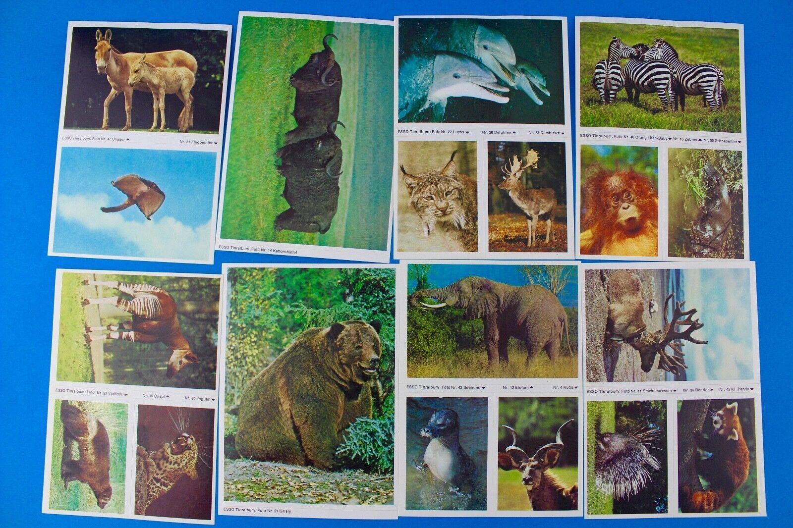 115 Stück Esso Sammelbilder aus Tieralbum Heinz Fielmann 1971 Konvolut Sammlung - Antikhandel-Stuttgart