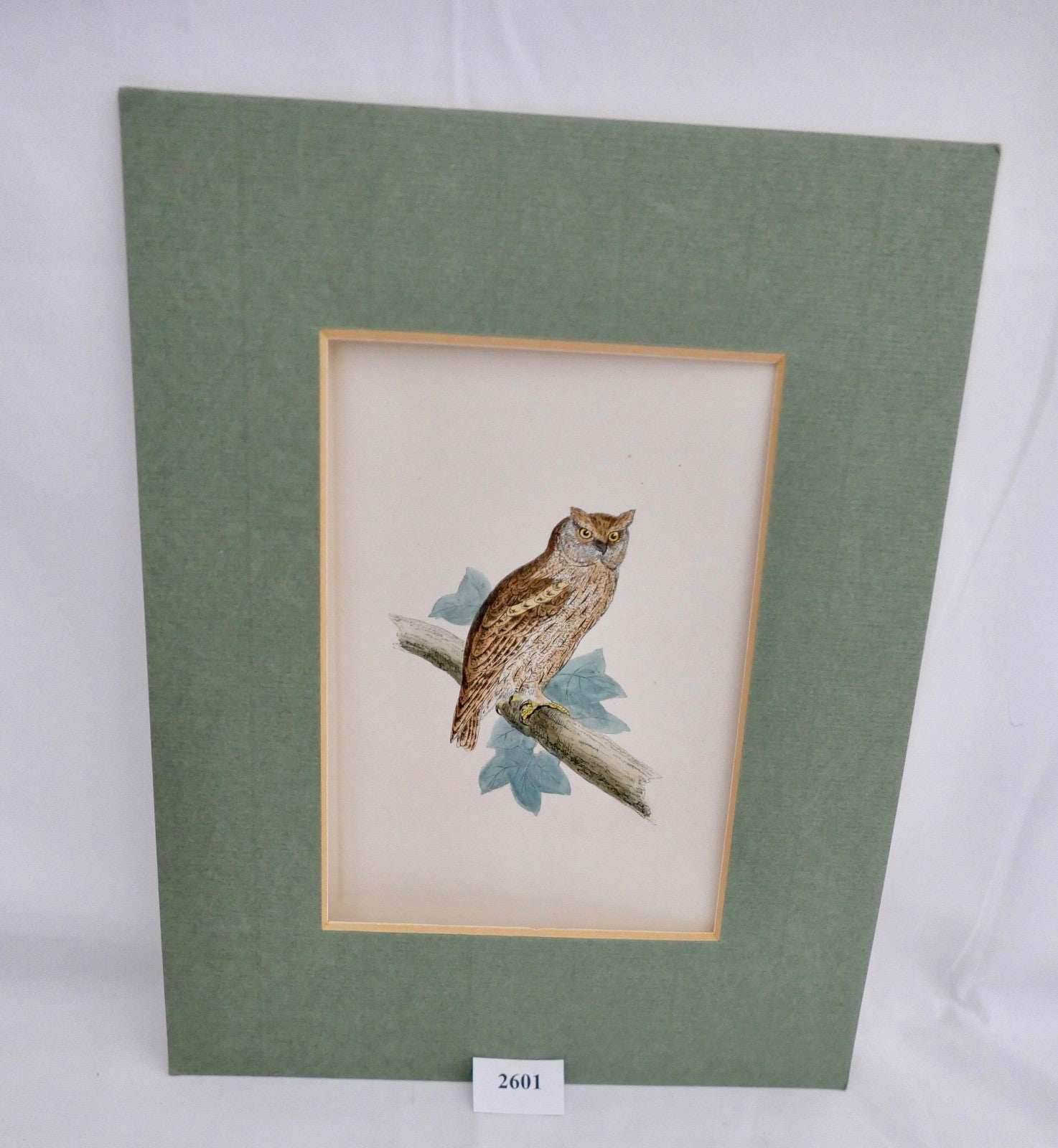 alter Farb Holzstich Eule Scops-eared Owl in OVP Zwergohreule Otus scops