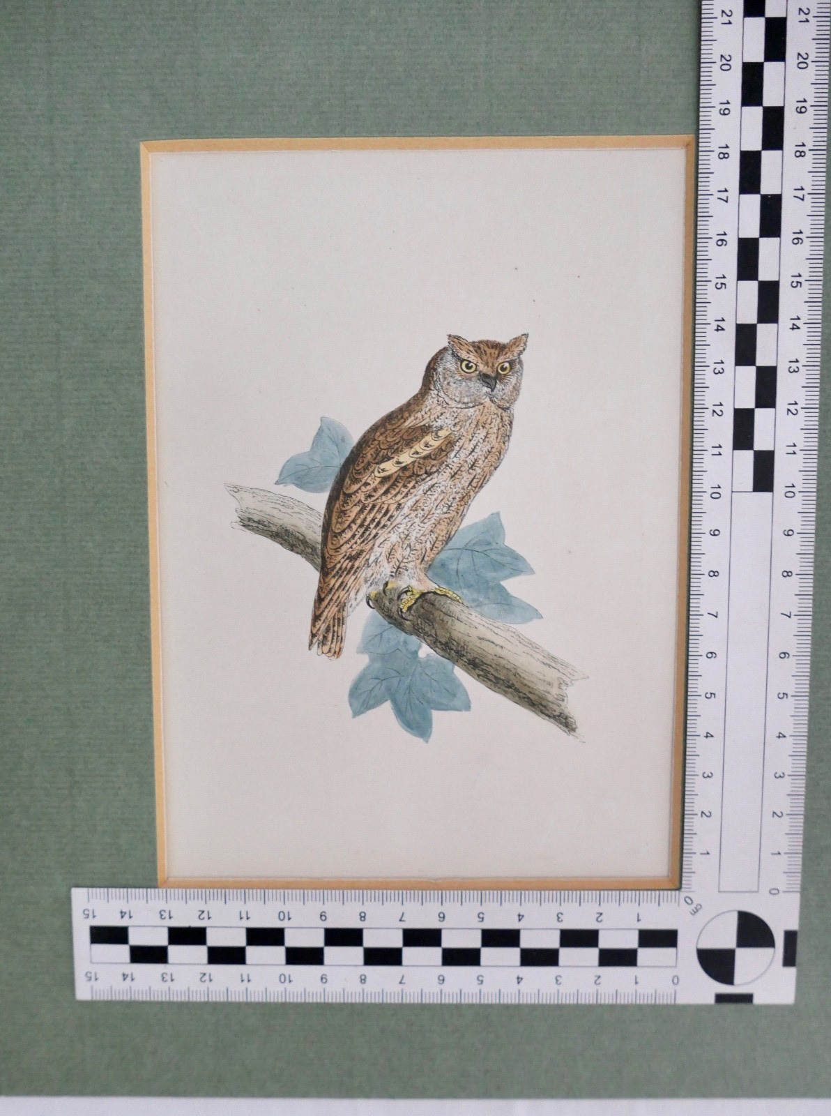 alter Farb Holzstich Eule Scops-eared Owl in OVP Zwergohreule Otus scops