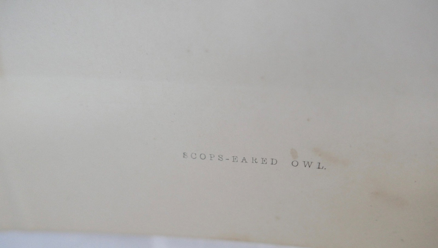 alter Farb Holzstich Eule Scops-eared Owl in OVP Zwergohreule Otus scops